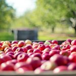 Saisonal essen ist vielleicht ein wenig aufwendiger, aber dafür umweltverträglicher und durchaus gesund. Bildquelle: Pixabay.de