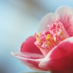 Wunderschöne Blüten und zarte Farben. Die Kamelie. Bildquelle: Pixabay.de