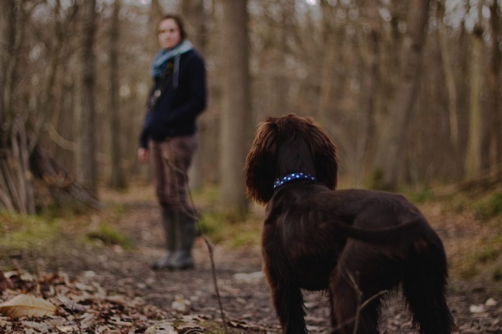 Ob mit oder ohne Hund - Marlis freut sich auf nette Begleitung auf ihren Wandertouren rund um Leipzig. Bildquelle: Matt Unger on Unsplash.com