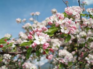 Südtirol zur Zeit der Apfelblüte zu erleben ist ein wahrer Augenschmaus. Bildquelle: Pixabay.de