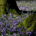 Ein wunderschöner Farbkleks im sonst noch tristen und grauen Norden. Die Krokusblüte in Husum. Bildquelle: Pixabay.de