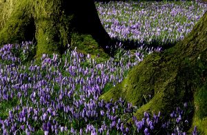 Ein wunderschöner Farbkleks im sonst noch tristen und grauen Norden. Die Krokusblüte in Husum. Bildquelle: Pixabay.de