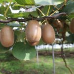 Ähnlich wie der Wein, wächst die Kiwi an einem Strauch. Bildquelle: Pixabay.de