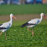 Natur pur. In der Altmark sehen Sie Störche auf den Wiesen Futter sammeln. Bildquelle: Pixabay.de