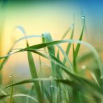 Variieren Sie mit der Schnittlänge des Rasens. Nicht immer muss es ein Wimbledon Rasen sein, auch eine bunte Wiese kann ganz wunderbar aussehen. Bildquelle: Pixabay.de