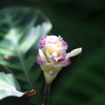 Exotische Pflanzen finden Sie in Hülle und Fülle auf Hawaii. Bildquelle: Pixabay.de