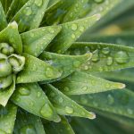 Eine Gartenreise durch Deutschland führt Sie durch viele Botanische Gärten. Bildquelle: Pixabay.de