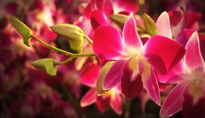 Ihre Gartenreise sollte Sie unbedingt in die größte Orchideensammlung führen. Bildquelle: Pixabay.de