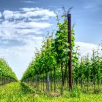 Weinberge und damit einher gehend guter Wein zeichnet das Markgräflerland aus. Bildquelle: Pixabay.de
