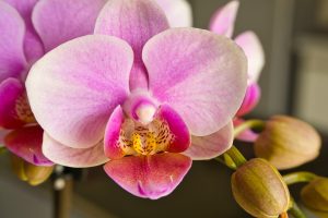 Orchideen unterstützen ein gutes Mikroklima im Schlafzimmer und wirken sich somit positiv auf die Schlafqualität aus. Bildquelle: Pixabay.de