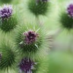 Oft unterschätzt, aber deutlich in ihrer Wirkung: die Mariendistel. Bildquelle: Pixabay.de
