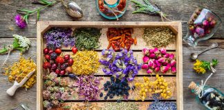 Heilen mit der Kraft der Natur: Welche Heilpflanzen kennen Sie?