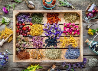 Heilen mit der Kraft der Natur: Welche Heilpflanzen kennen Sie?