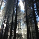 Erholung pur und für jeden Geldbeutel passen – Waldbaden. Bildquelle: Pixabay.de