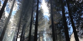 Waldbaden: Genuss für Körper, Geist und Seele! Erholung pur und für jeden Geldbeutel passen - Waldbaden. Bildquelle: Pixabay.de