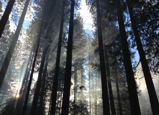 Waldbaden: Genuss für Körper, Geist und Seele! Erholung pur und für jeden Geldbeutel passen - Waldbaden. Bildquelle: Pixabay.de