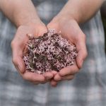 Früher selbstverständlich, heute eher nur noch selten – selbst gesammelte Wildkräuter und Blumen. Bildquelle: ©Olivia Snow/Unsplash.com
