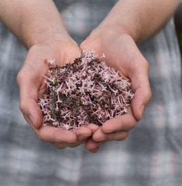 Wildkräuter und essbare Blumen Früher selbstverständlich, heute eher nur noch selten - selbst gesammelte Wildkräuter und Blumen. Bildquelle: ©Olivia Snow/Unsplash.com