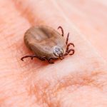 Sommerzeit bedeutet leider auch immer Zeckenzeit. Bildquelle: shutterstock.com