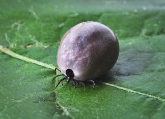 Zecken: Vermeiden, richtig entfernen und vorbeugen Vollgesogen sind die kleinen Biester deutlich leichter zu erkennen. Bildquelle: Pixabay.de