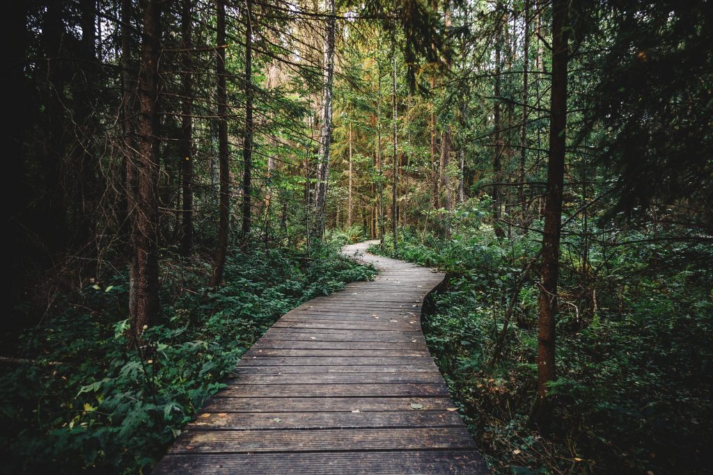 Vor allem nach Wanderungen im Wald sollte man sich genau nach Zecken untersuchen. Bildquelle: Pixabay.de