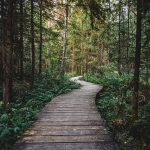 Vor allem nach Wanderungen im Wald sollte man sich genau nach Zecken untersuchen. Bildquelle: Pixabay.de