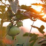 chad-stembridge-96380-unsplash