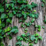 Zu wissen an welchen Ort sie nach ihrem Tod kommt, ist für Marthe B. ein großer Trost. Bildquelle: © Sugar Bee / Unsplash.com