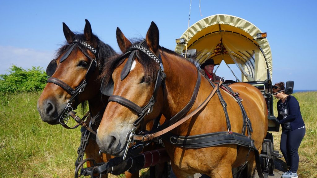 Mit dem Planwagen können Sie seit Juni diesen Jahres einen Teil der Halbinsel Wustrow besichtigen. Bildquelle: © Beate Ziehres