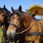 Mit dem Planwagen können Sie seit Juni diesen Jahres einen Teil der Halbinsel Wustrow besichtigen. Bildquelle: © Beate Ziehres