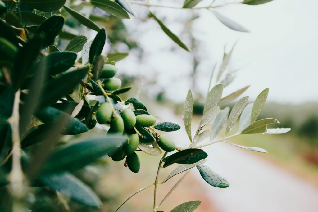 Oliven sind perfekt geeignet für die Herstellung von Seifen und Shampoos. Bildquelle: © Nazar Hrabovyi / Unsplash.com