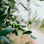 Oliven sind perfekt geeignet für die Herstellung von Seifen und Shampoos. Bildquelle: © Nazar Hrabovyi / Unsplash.com
