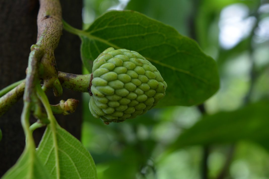 In Deutschland bisher eher noch unbekannt, aber in den südeuropäischen Ländern schon auf jedem Wochenmarkt zuhause - die Cherimoya Frucht. Bildquelle: Pixabay.de