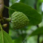 In Deutschland bisher eher noch unbekannt, aber in den südeuropäischen Ländern schon auf jedem Wochenmarkt zuhause – die Cherimoya Frucht. Bildquelle: Pixabay.de