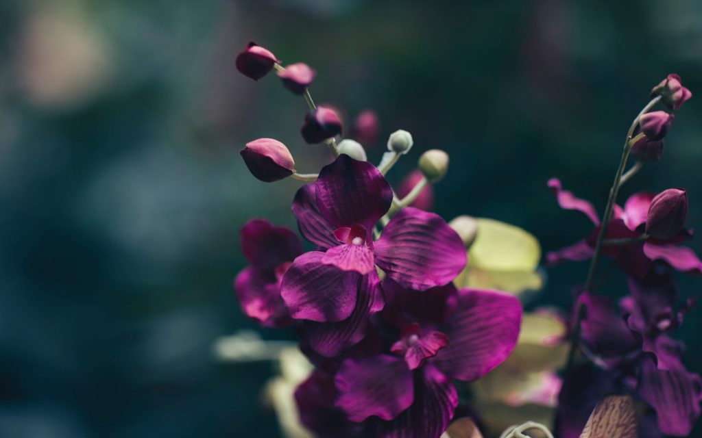 Aufgrund des besonderen Klimas findet man auf Gotland eine Vielzahl an wild wachsenden Orchideen. Bildquelle: © Jian Xhin / Unsplash.com