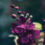 Aufgrund des besonderen Klimas findet man auf Gotland eine Vielzahl an wild wachsenden Orchideen. Bildquelle: © Jian Xhin / Unsplash.com