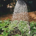 Die eigene Ernte vorOb nur Ziergarten oder letztlich Nutzgarten – beides hält fit im Kopf und ist damit gesund. Bildquelle: © Markus Spiske / Unsplash.com