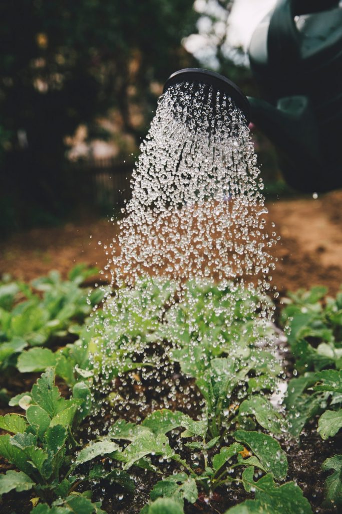 Ein Gutschein für gemeinsame Gartenarbeit ist ebenfalls eine Variante Zeit zu verschenken. Bildquelle: © Markus Spiske / Unsplash.com