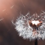 Wenn man vergesslich wird und die Erinnerungen verblassen, dann sprechen wir schnell von Demenz oder Alzheimer. Doch was verbirgt sich eigentlich hinter diesen Krankheitsbildern? Bildquelle: Pixabay.de