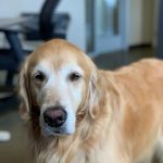 Es muss doch gar nicht immer einer junger Hund sein. Es gibt auch sehr viele ältere Tiere, die sich dringend ein neues Zuhause wünschen. Bildquelle: © Anthony Maina / Unsplash.com