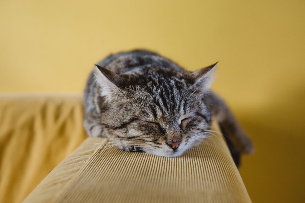 Katzen sind wunderbare Mitbewohner, erfordern aber nicht soviel Aufmerksamkeit wie Hunde. Bildquelle: © Sabri Tuzcu / Unsplash.com