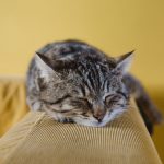 Katzen sind wunderbare Mitbewohner, erfordern aber nicht sociel Aufmerksamkeit wie Hunde. Bildquelle: © Sabri Tuzcu / Unsplash.com