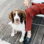 Haustiere im Alter ja oder nein? Mit der richtigen Vorbereitung und Auswahl muss man nicht darauf verzichten. Bildquelle: ©  Sweet Ice Cream Photography / Unsplash.com
