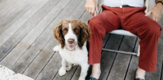 Hund, Katze, Maus? Haustiere für Senioren Haustiere im Alter ja oder nein? Mit der richtigen Vorbereitung und Auswahl muss man nicht darauf verzichten. Bildquelle: © Sweet Ice Cream Photography / Unsplash.com