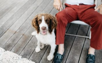 Hund, Katze, Maus? Haustiere für Senioren Haustiere im Alter ja oder nein? Mit der richtigen Vorbereitung und Auswahl muss man nicht darauf verzichten. Bildquelle: © Sweet Ice Cream Photography / Unsplash.com