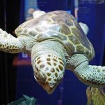 Das Ozeanum in Stralsund lädt zu einem Bescuh und dem Kennenlernen der Unterwasserwelt ein. Bildquelle: Pixabay.de