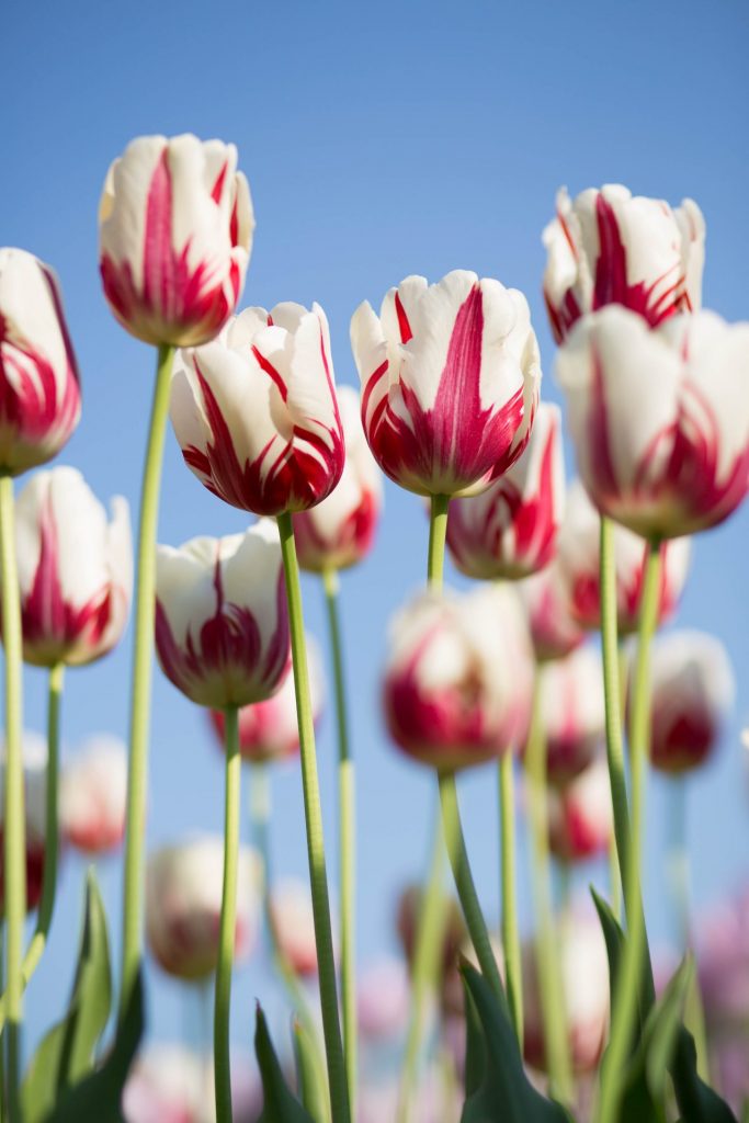 Mit frühblühenden Blumen bereiten wir nicht nur uns, sondern auch den Bienen eine Freude. Bildquelle: © Kwang Mathurosemontri / Unsplash.com