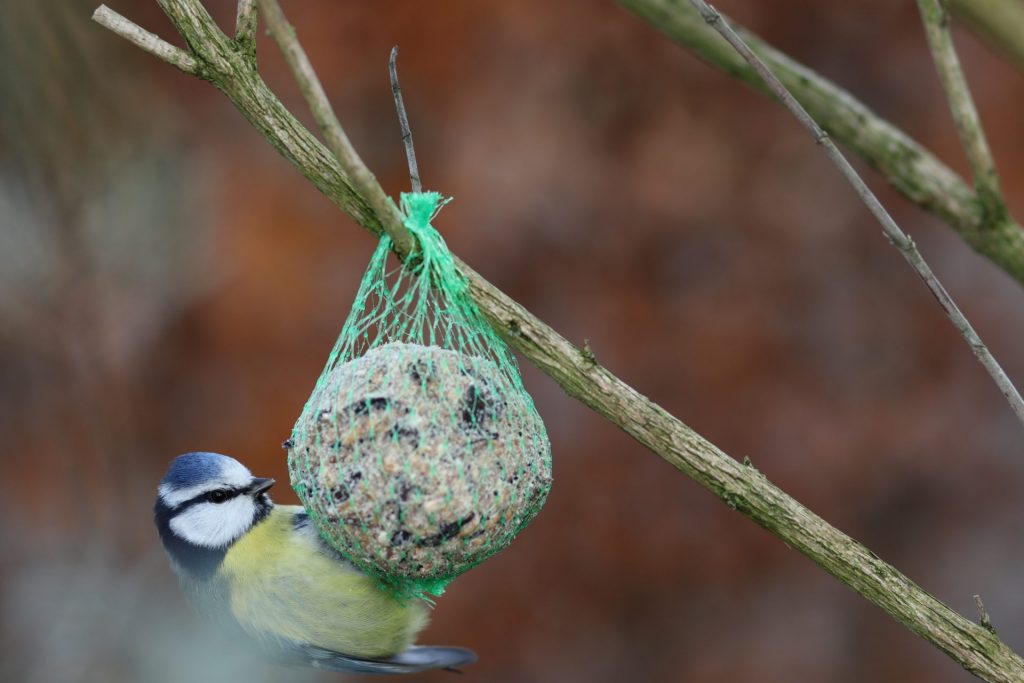 Die kleinen Dinge im Leben können in der Arbeit mitWidmen Sie sich im Umgang mit Menschen mit Dement den ganz normalen Dingen des Lebens und beobachten Sie einfach mal wieder die Vögel in der Natur. Bildquelle: © Julian Jakob Strauss / Unsplash.com