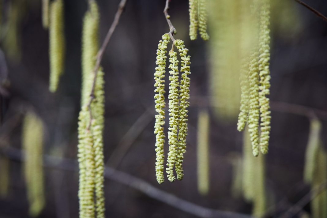 Allergiker haben in diesem Jahr schon richtig früh die ersten Beschwerden. Bildquelle: © Socialpictures CH / Unsplash.com