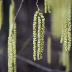 Allergiker haben in diesem Jahr schon richtig früh die ersten Beschwerden. Bildquelle: © Socialpictures CH / Unsplash.com